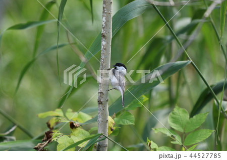 ハシブトガラ 44527785