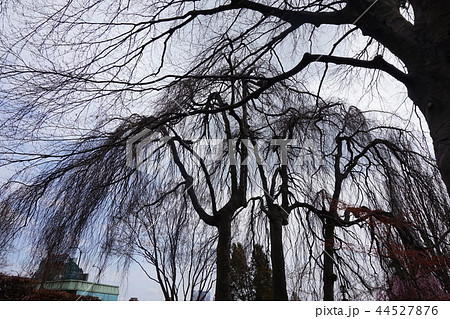 ナイアガラの滝の近くの木 44527876