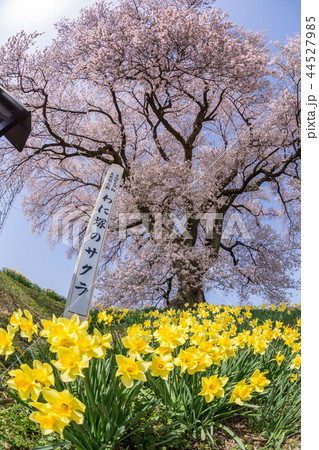 山梨・わに塚の桜 44527985