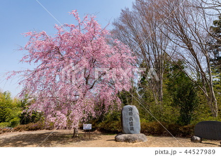 山梨・満開の桜 山梨・満開の桜 44527989