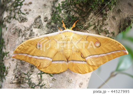 ヤママユガ 44527995