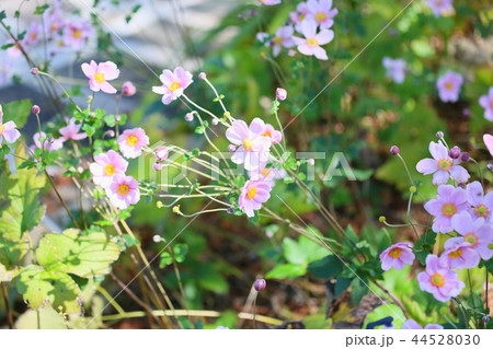 シュウメイギクの花 44528030