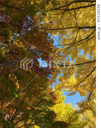 紅葉 紅葉 44528038