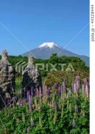 山梨県南都留郡忍野村よりルピナスと稲積と富士山 44528444