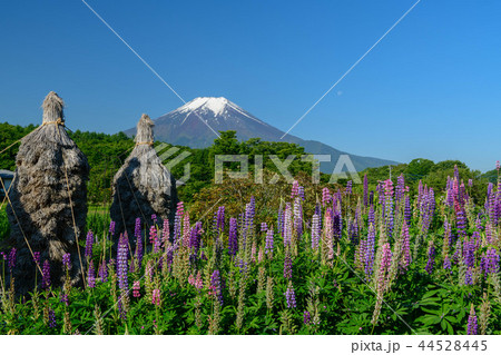 山梨県南都留郡忍野村よりルピナスと富士山 山梨県南都留郡忍野村よりルピナスと富士山 44528445