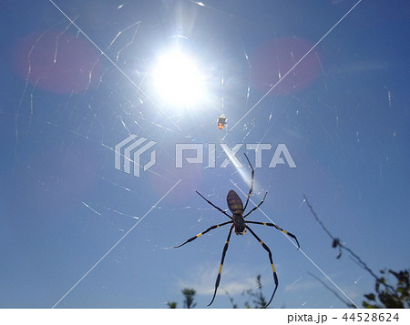 蜘蛛とてんとう虫の写真素材