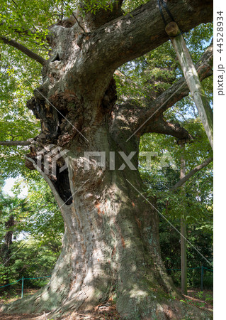 金山城跡 新田神社 金山の大ケヤキ 太田市 金山城跡 新田神社 金山の大ケヤキ 太田市 44528934