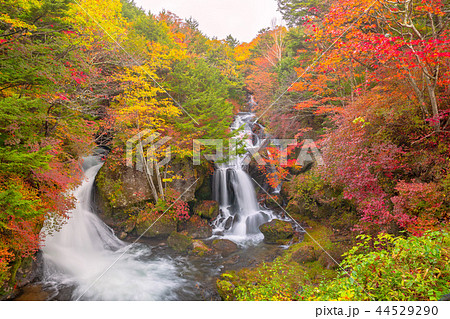 紅葉の奥日光 竜頭の滝の写真素材