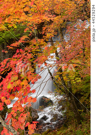 紅葉の滝イメージ(奥日光、竜頭の滝) 紅葉の滝イメージ(奥日光、竜頭の滝) 44529294