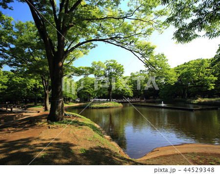 新緑の代々木公園 44529348