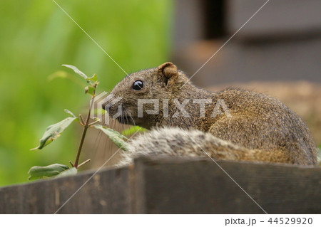 タイワンリス 44529920