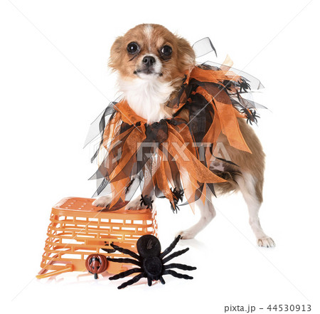 puppy chihuahua and halloween puppy chihuahua and halloween 44530913