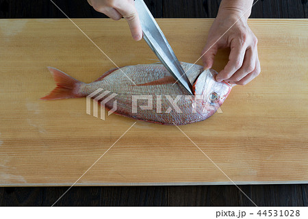 鯛を捌く 44531028