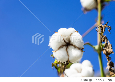 綿花の写真素材