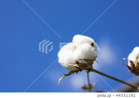 綿花 44531192
