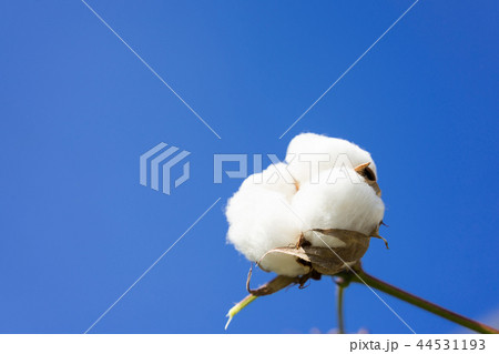 綿花の写真素材 綿花の写真素材