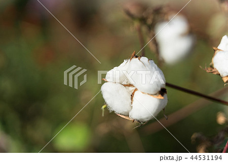 綿花の写真素材 綿花の写真素材
