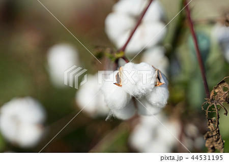 綿花 綿花 44531195