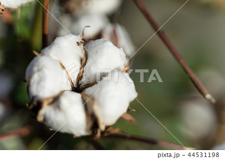 綿花 44531198