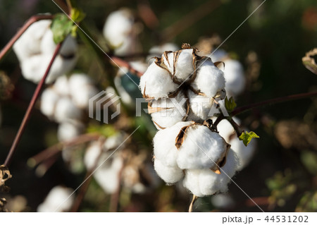 綿花 綿花 44531202