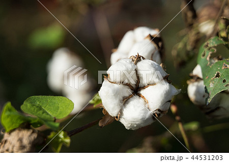 綿花 綿花 44531203