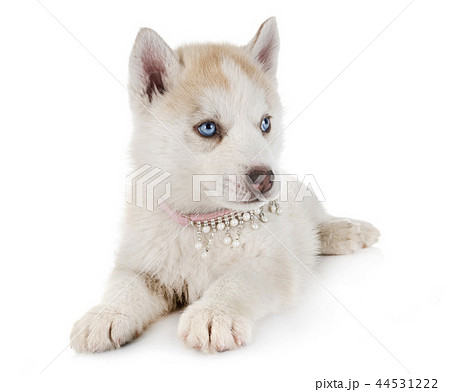puppy siberian husky puppy siberian husky 44531222