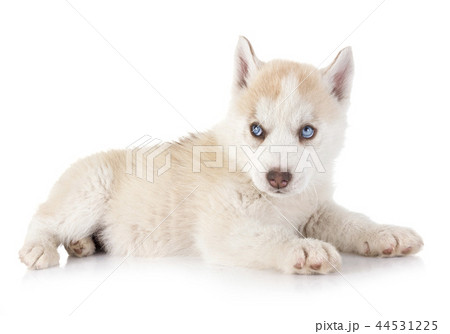 puppy siberian husky 44531225