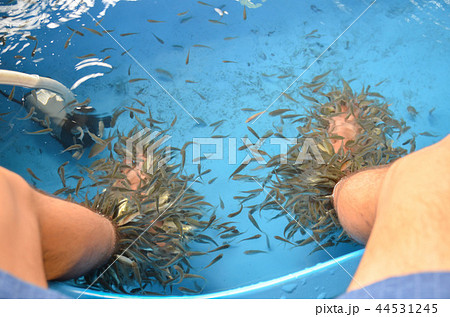 ドクターフィッシュ 44531245