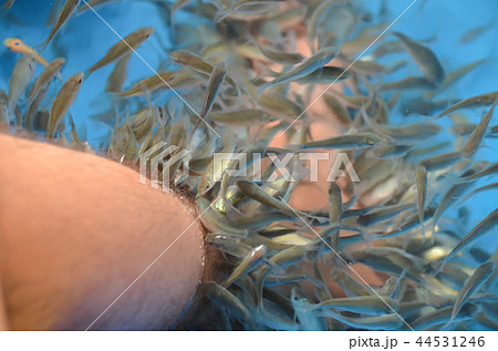 ドクターフィッシュ 44531246