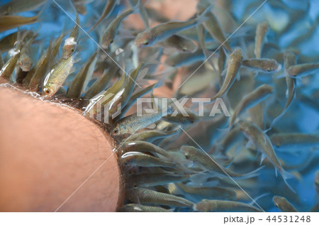 ドクターフィッシュ 44531248