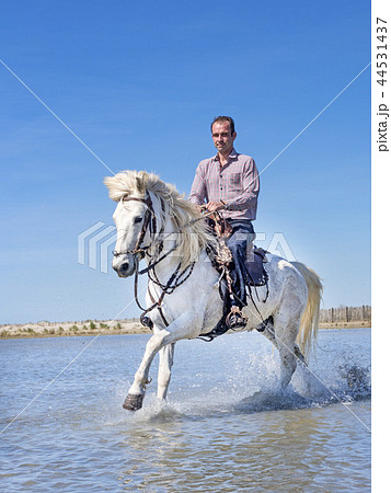 rider and horse on the beach 44531437