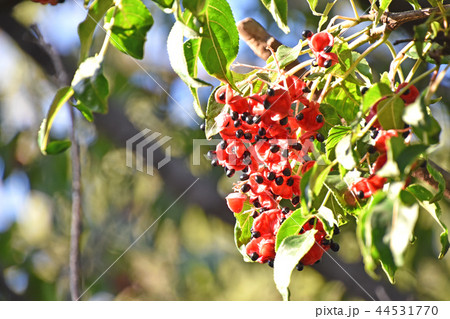 ゴンズイの実とタネ 44531770