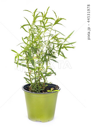 Tarragon in studio 44531978