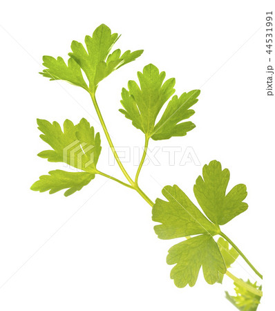 parsley in studio parsley in studio 44531991