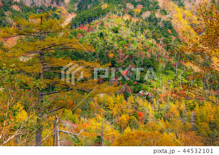 奥日光 金精峠の紅葉　a 44532101