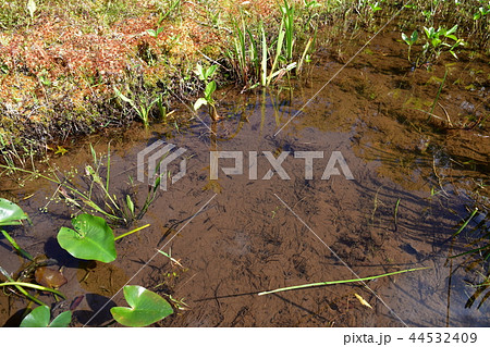たきがしら湿原 たきがしら湿原 44532409