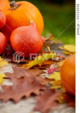 Close-up of pumpkins and autumn leaves 44533048