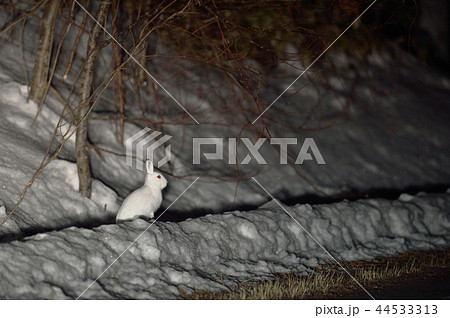 冬毛のエゾユキウサギ（北海道） 44533313
