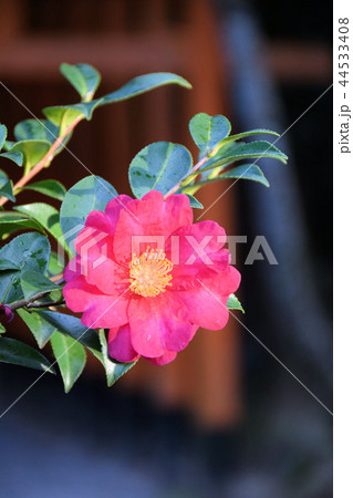 山茶花 44533408