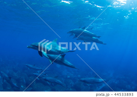 イルカ 44533893