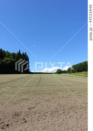 発芽直後の畑　　長野県中信地区 44533946