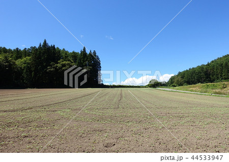 発芽直後の畑　　長野県中信地区 44533947