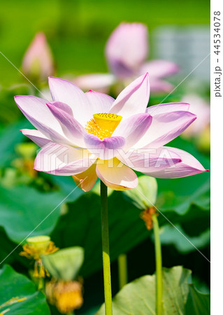 アップで撮影したハスの花 / 蓮の写真 44534078