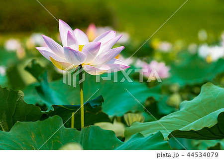 横から撮影したハスの花 蓮の写真の写真素材