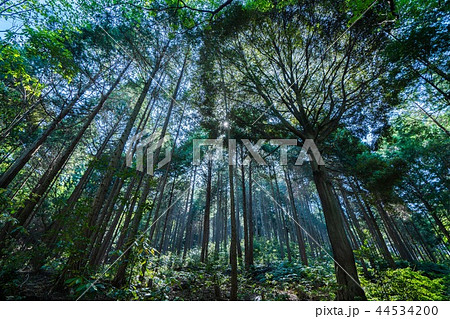 木漏れ日が差し込む森 神秘的なイメージの写真素材