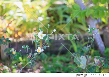シュウメイギクの花 44534217