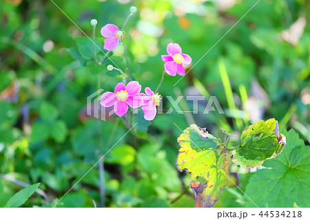 シュウメイギクの花 シュウメイギクの花 44534218