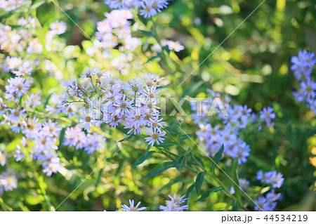 シオンの花 シオンの花 44534219