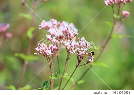 フジバカマの花 44534603