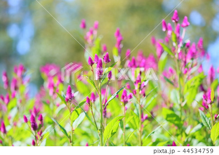 ノゲイトウの花 44534759